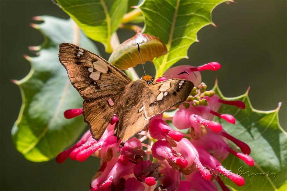 Bronze Flat (Netrocoryne repanda)