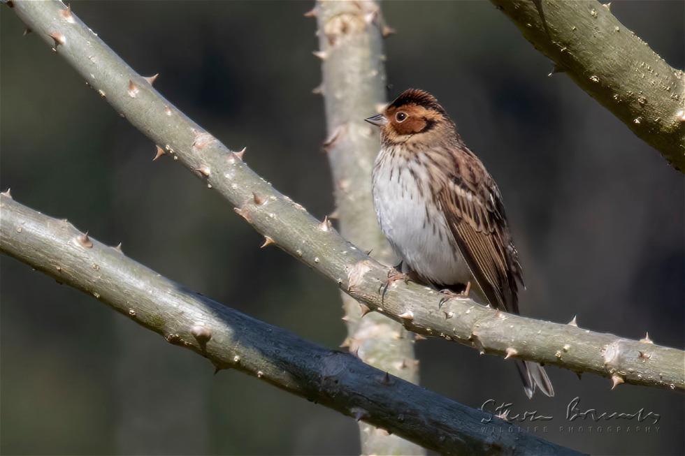 Black-headed Bunting (Emberiza melanocephala)