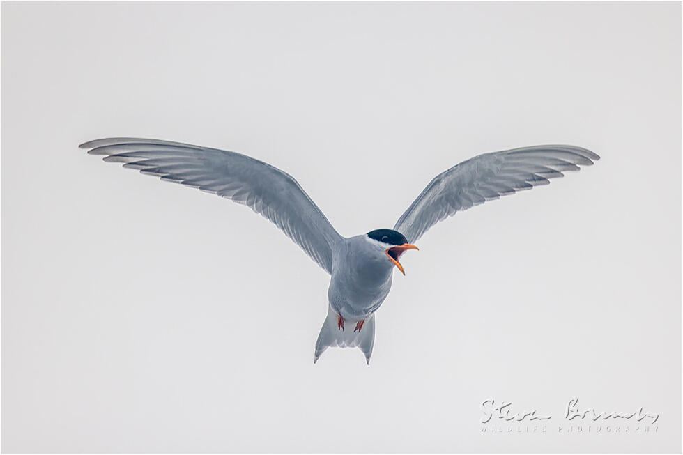 Black-fronted Tern (Chlidonias albostriatus)