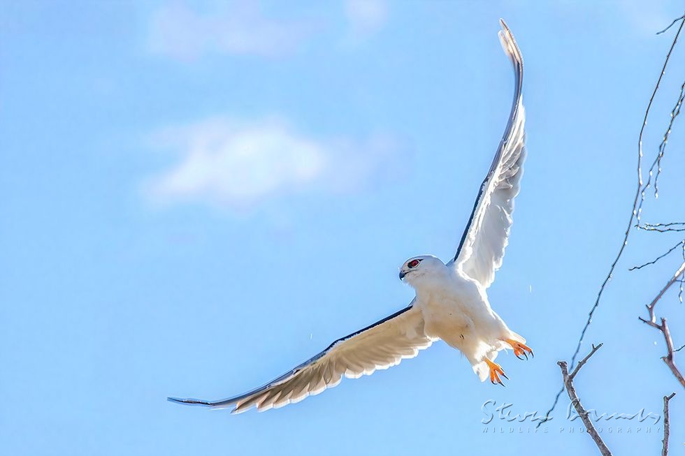 Black-shouldered Kite (Elanus axillaris)