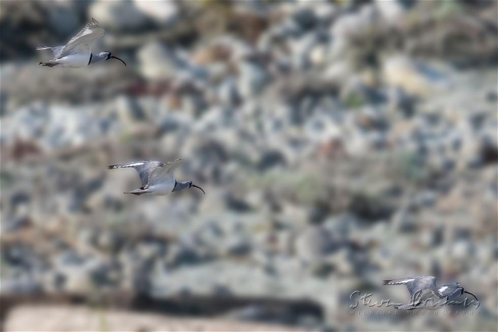 Ibisbill (Ibidorhyncha struthersii)