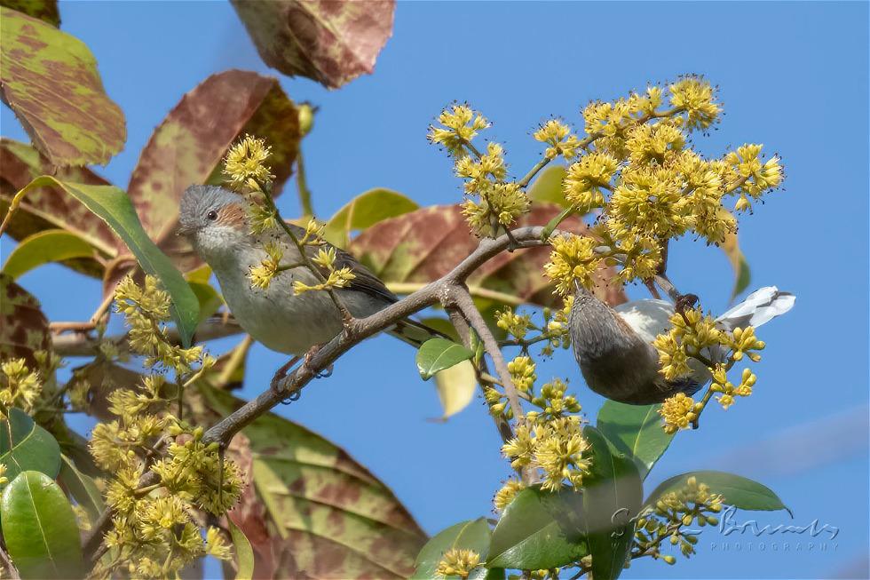 Striated Yuhina (Yuhina castaniceps)