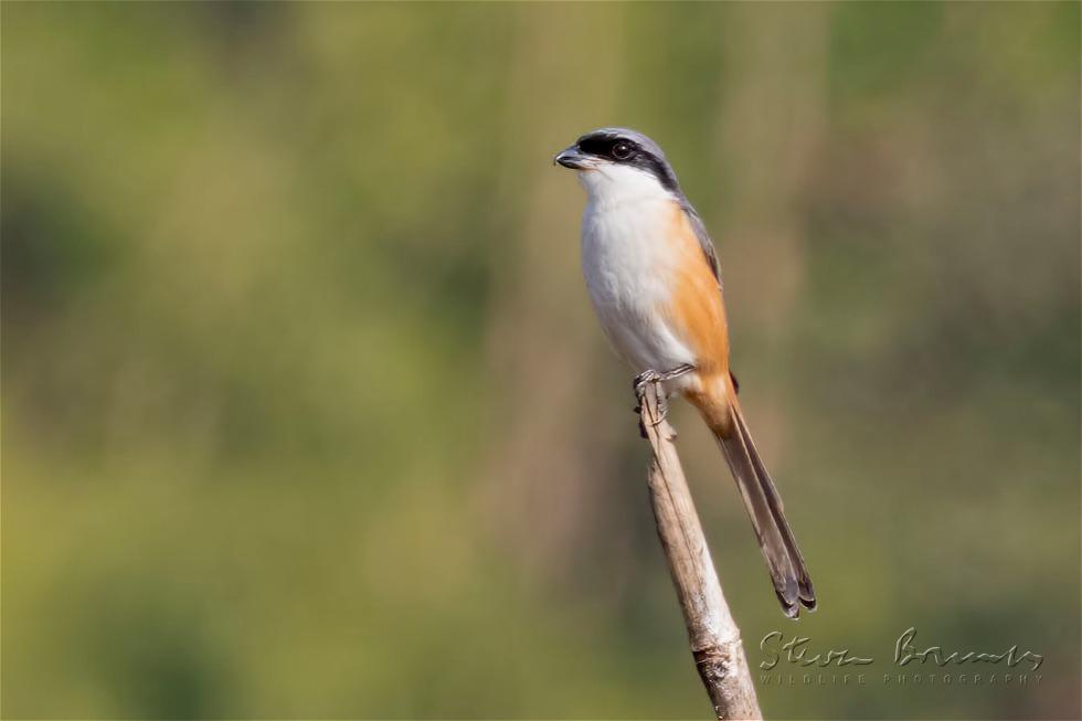 Long-tailed Shrike (Lanius schach)