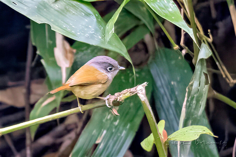 Grey-cheeked Fulvetta (Alcippe morrisonia)