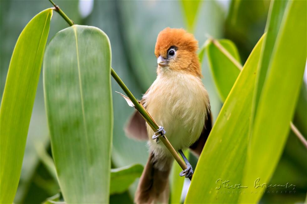 Pale-billed Parrotbill (Chleuasicus atrosuperciliaris)
