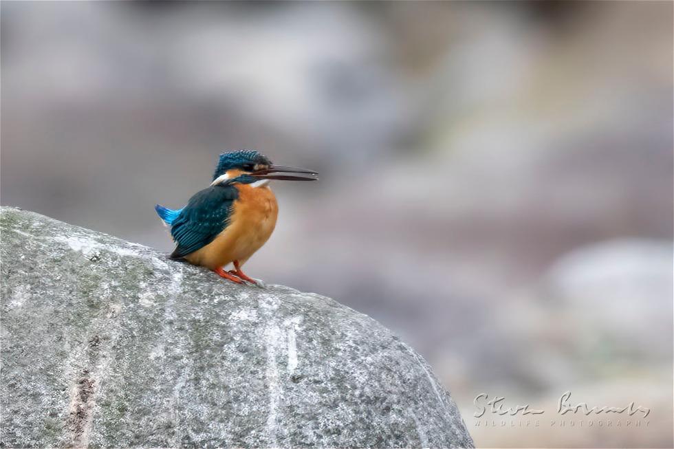 Common Kingfisher (Alcedo atthis)