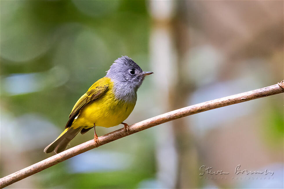 Grey-headed Canary-flycatcher (Culicicapa ceylonensis)