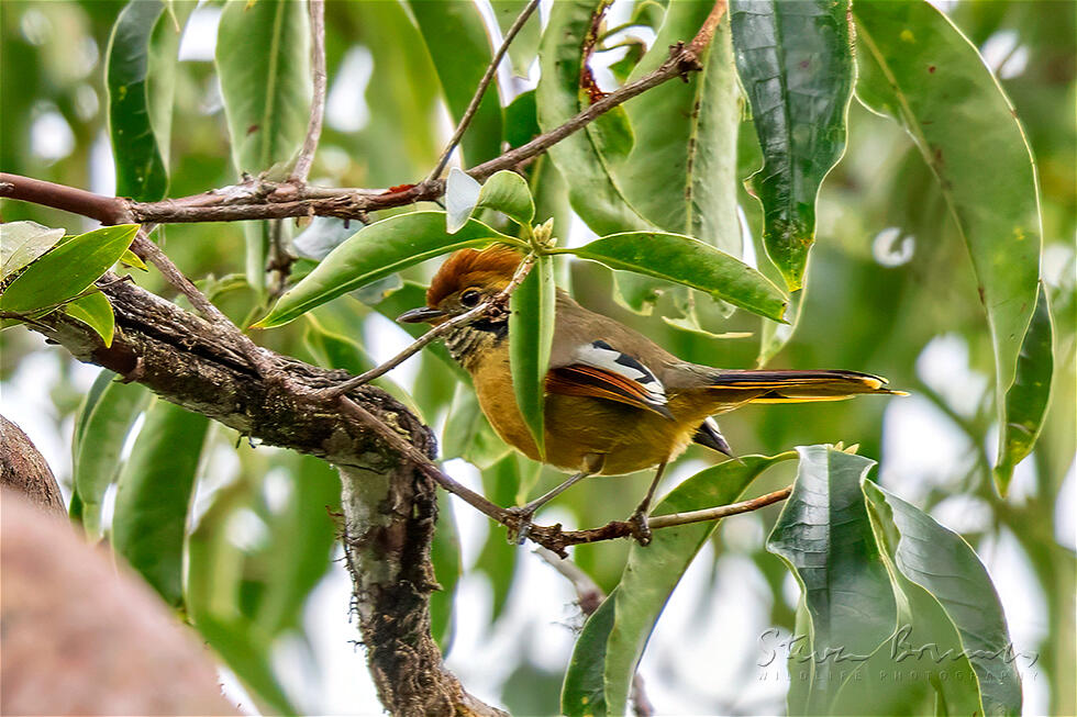 Bar-throated Minla (Minla strigula)