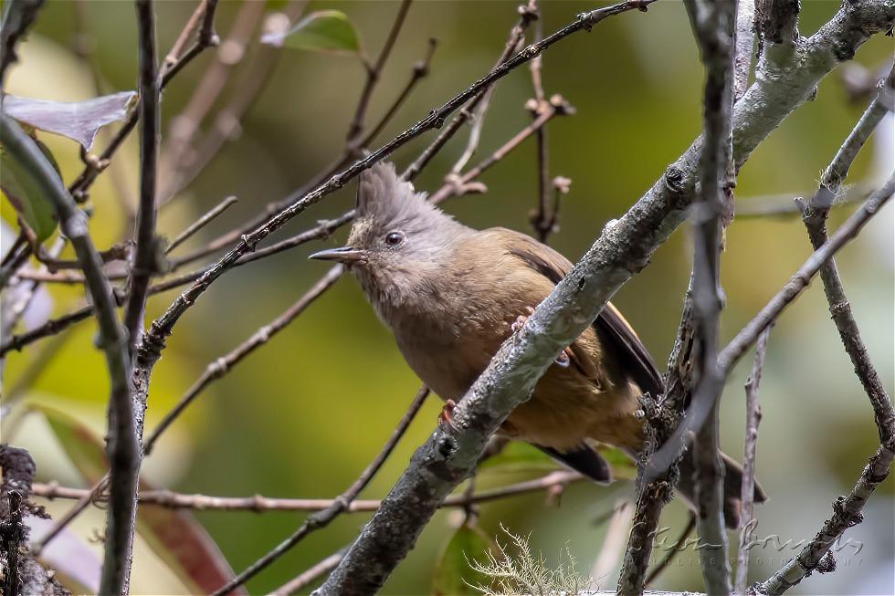 Stripe-throated Yuhina (Yuhina gularis)