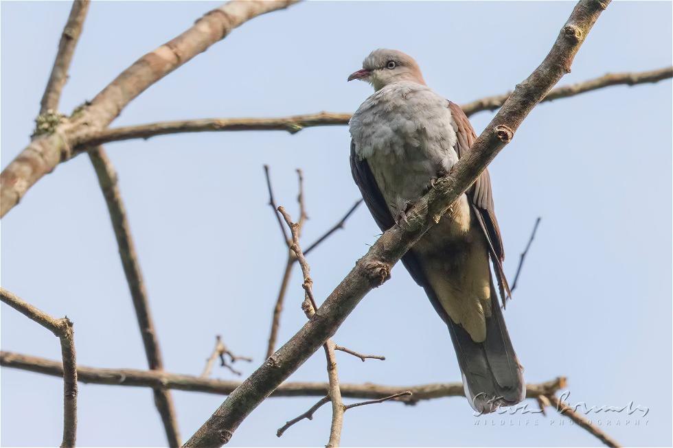 Mountain Imperial Pigeon (Ducula badia)