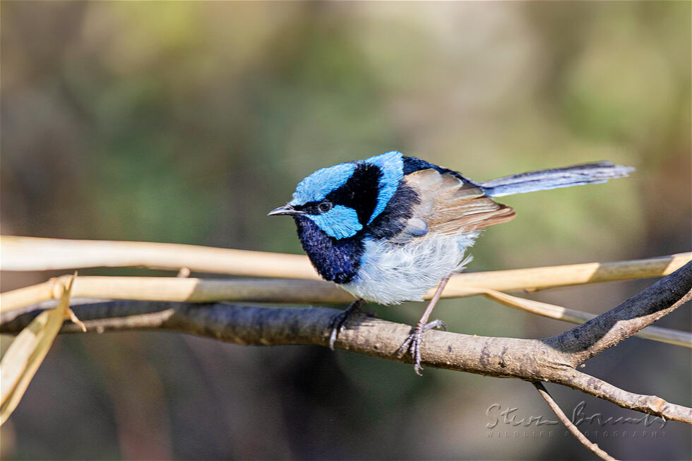 Superb Fairywren (Malurus cyaneus)