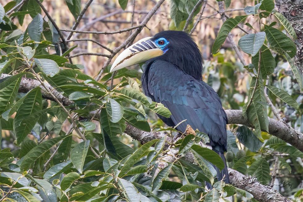 Rufous-necked Hornbill (Aceros nipalensis)