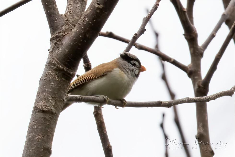 Grey-headed Parrotbill (Psittiparus gularis)