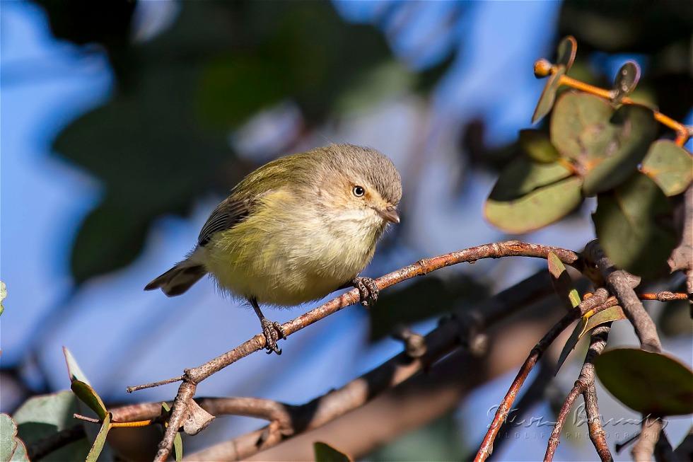 Weebill (Smicrornis brevirostris)