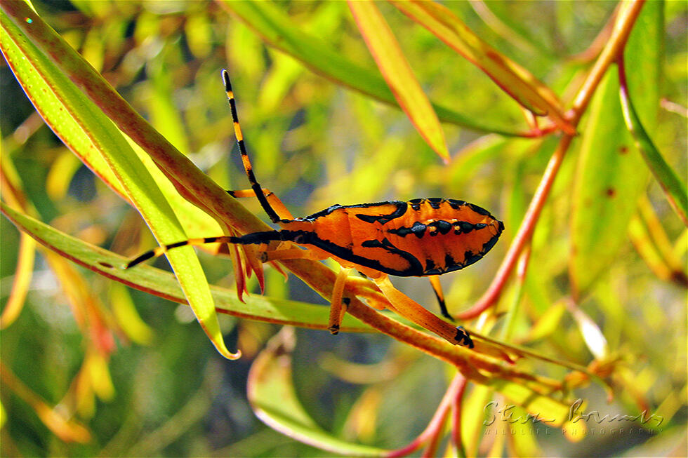 Eucalyptus Tip-wilter Bug (Amorbus sp)