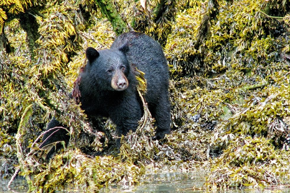 American Black Bear (Ursus americanus)
