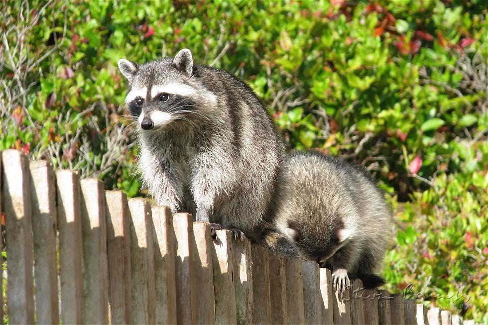 Northern Raccoon (Procyon lotor)