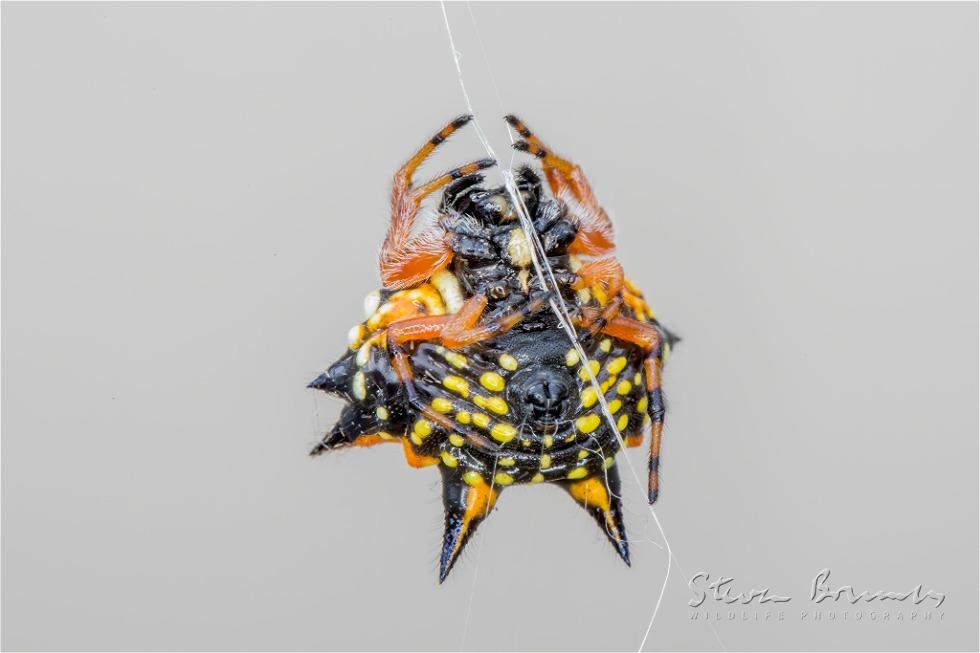 Christmas Spider (Austracantha minax)