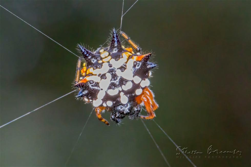 Christmas Spider (Austracantha minax)