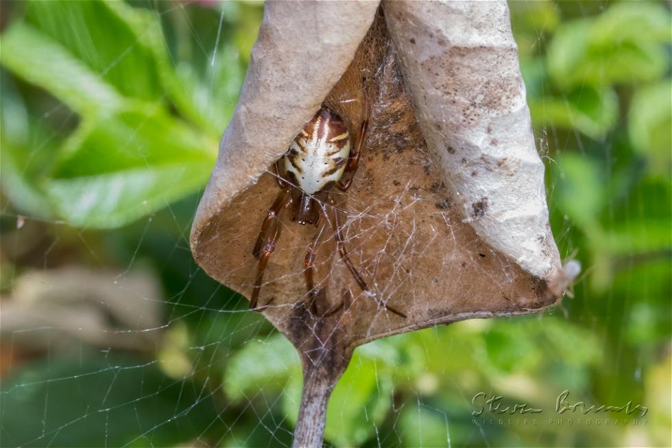 Leaf Curling Spider (Phonognatha graeffei)
