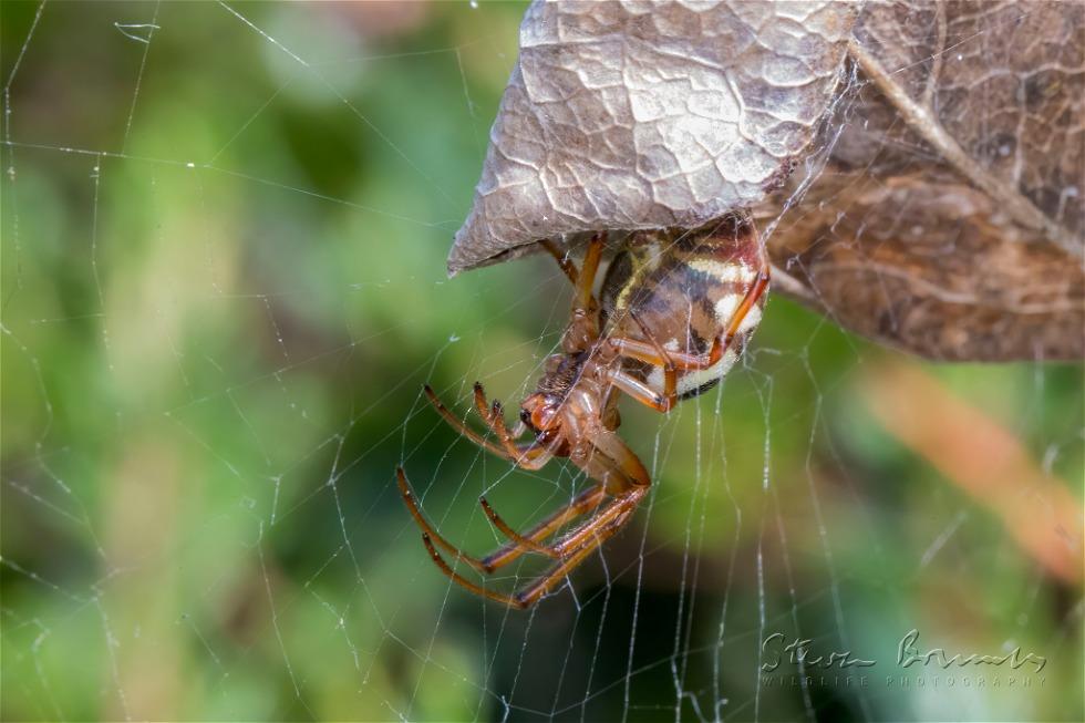 Leaf Curling Spider (Phonognatha graeffei)