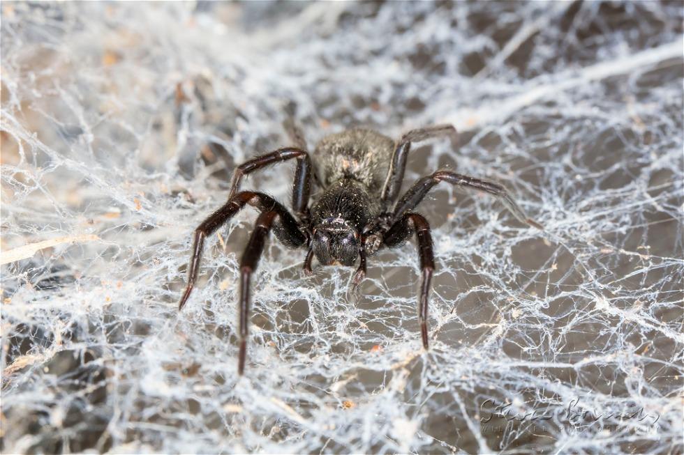 Black House Spider (Badumna insignis)