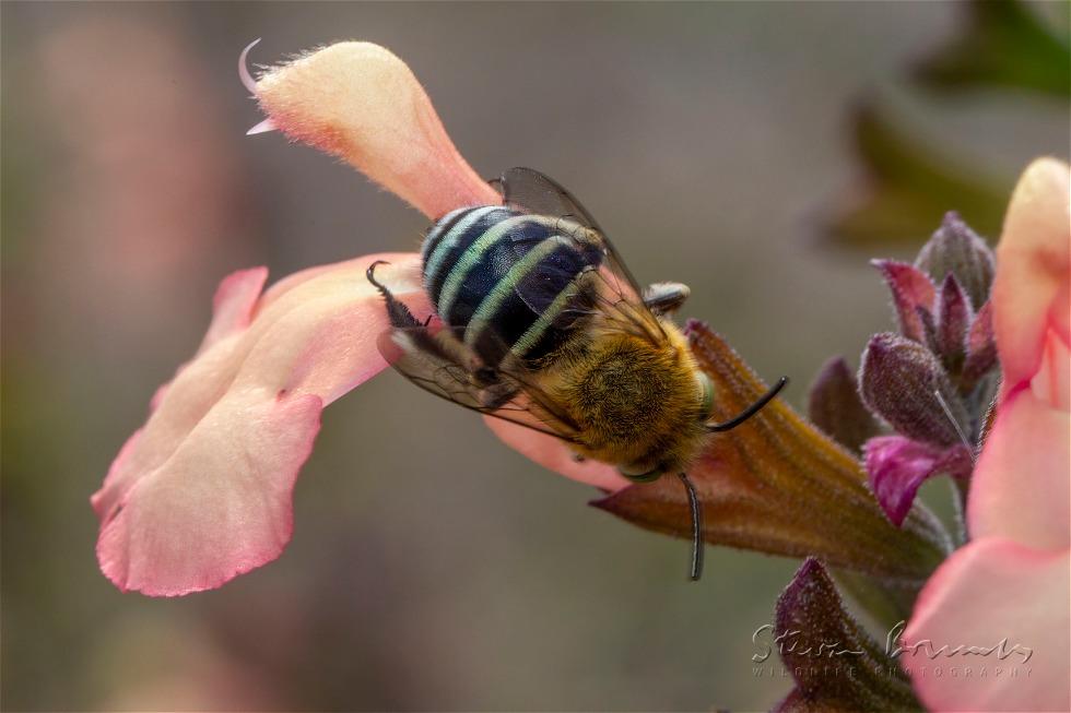 Blue-banded Bee (Amegilla cingulata)