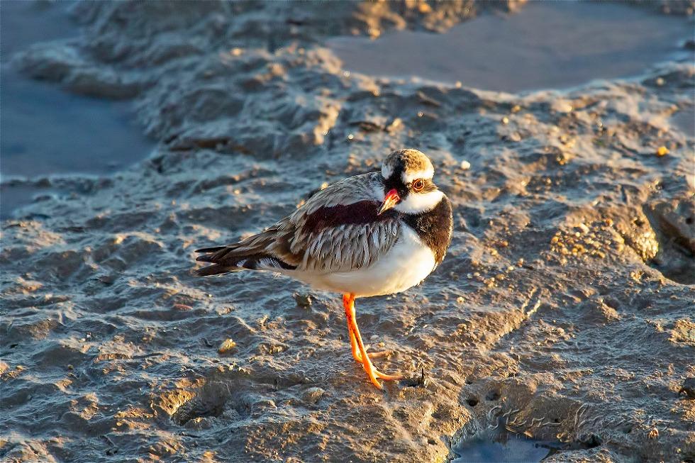 Black-fronted Dotterel (Elseyornis melanops)