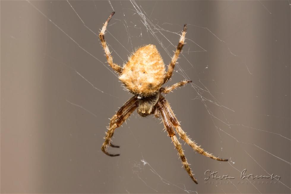 Knobbled Orbweaver (Eriophora pustulosa)