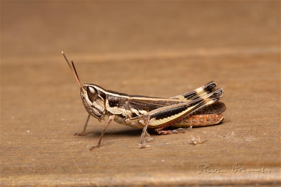 Common Macrotona (Macrotona australis)