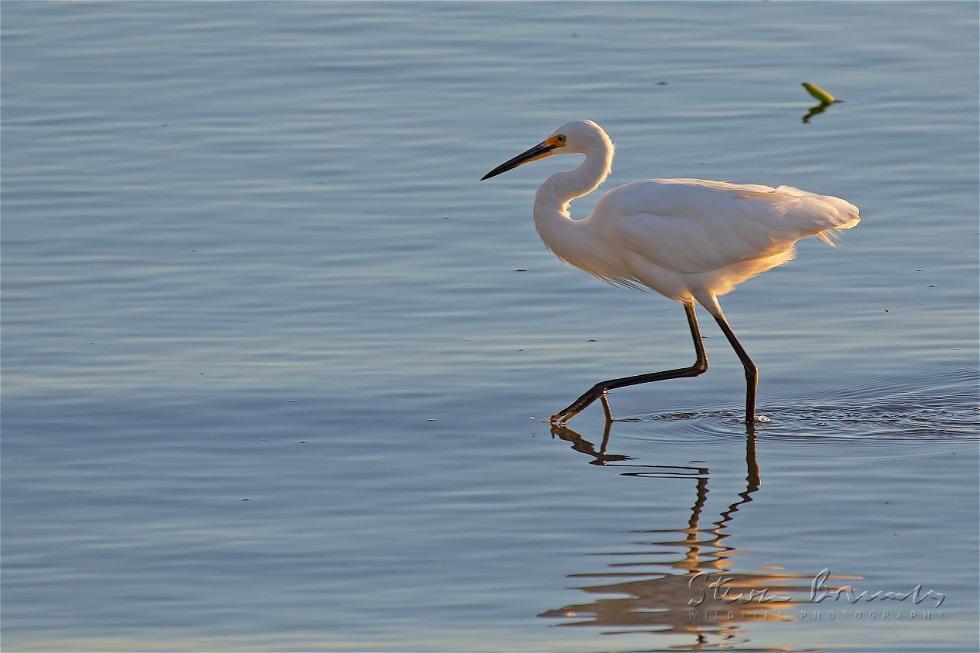 Intermediate Egret (Ardea intermedia)