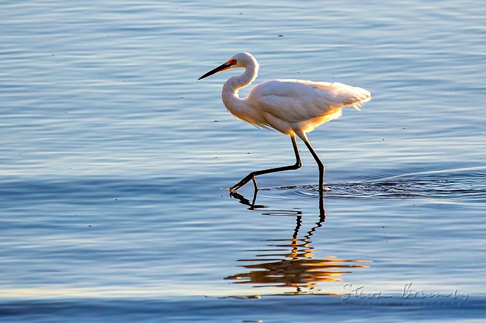 Intermediate Egret (Ardea intermedia)