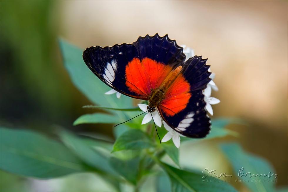 Red Lacewing (Cethosia cydippe)