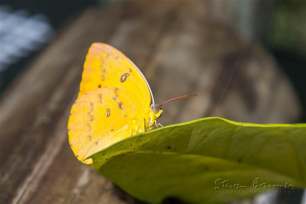 Orange Migrant (Catopsilia scylla)