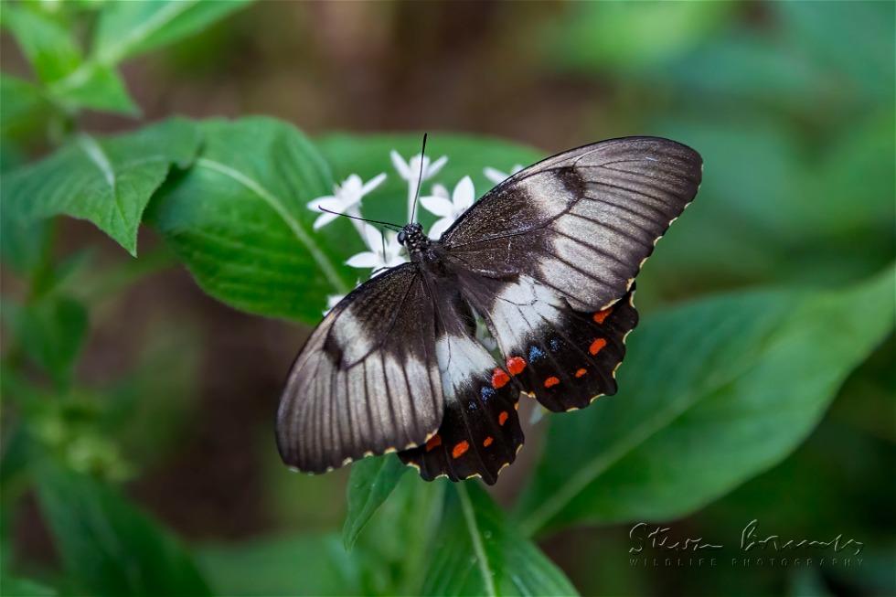 Orchard Swallowtail (Papilio aegeus)
