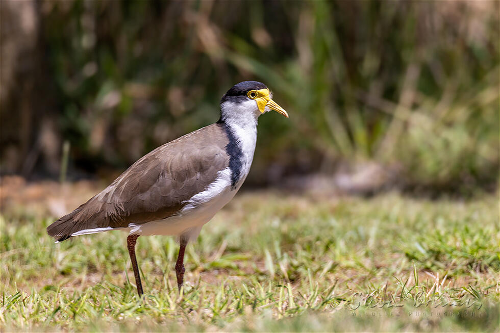 Masked Lapwing (Vanellus miles)