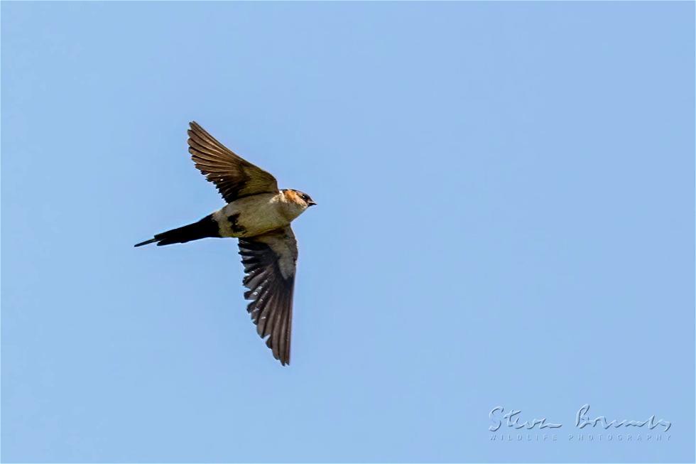 Red-rumped Swallow (Cecropis daurica)
