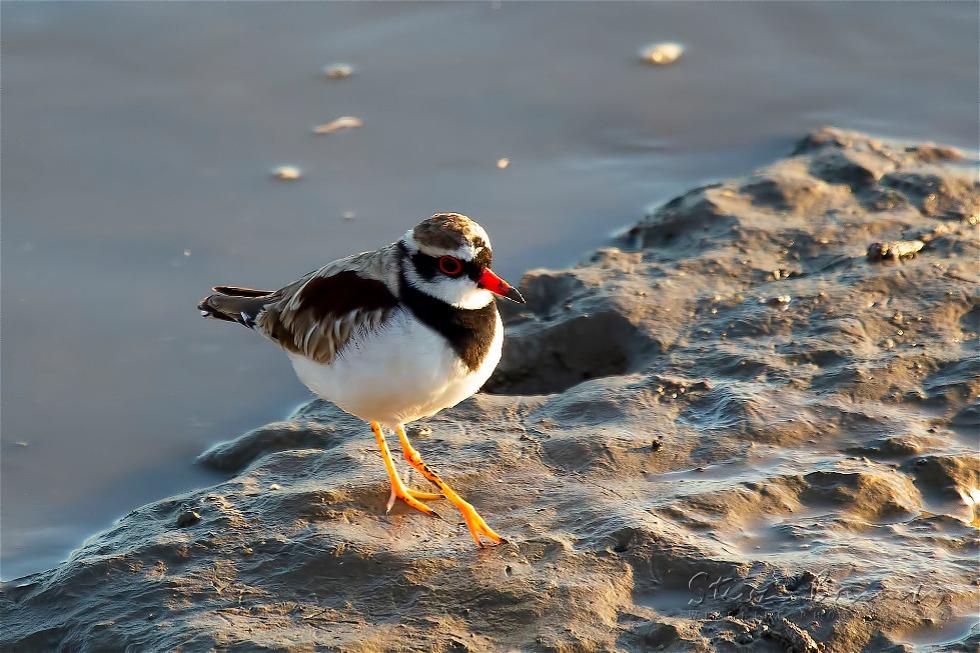 Black-fronted Dotterel (Elseyornis melanops)