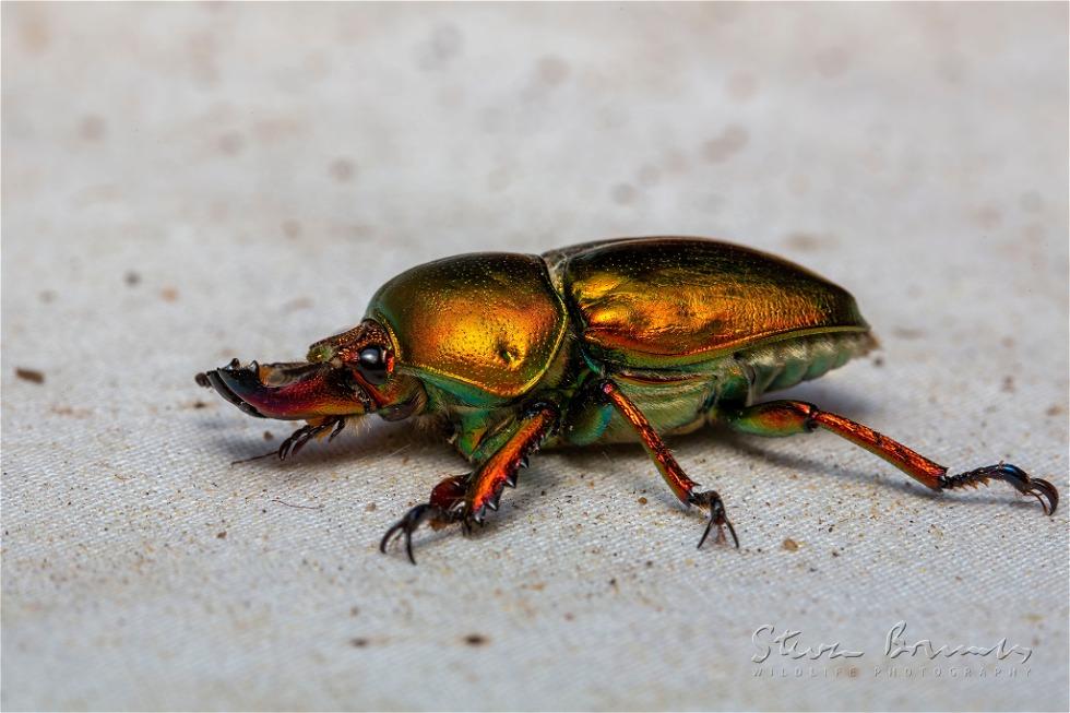 Golden Stag Beetle (Lamprima aurata)