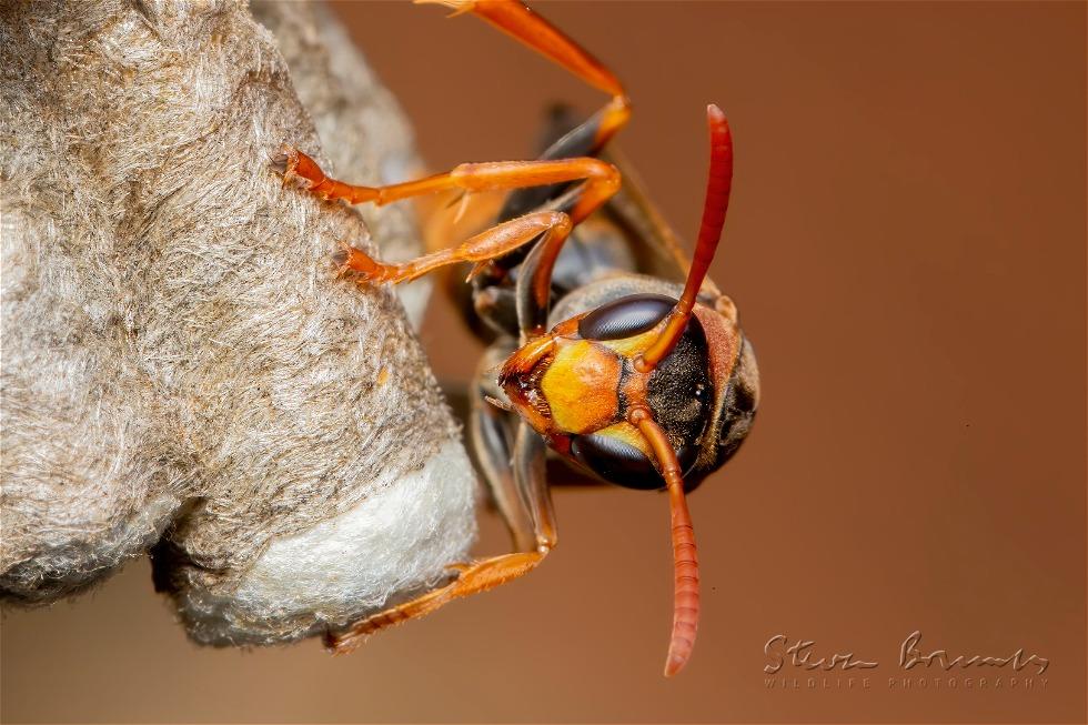 Paper Wasp (Polistes humilis)