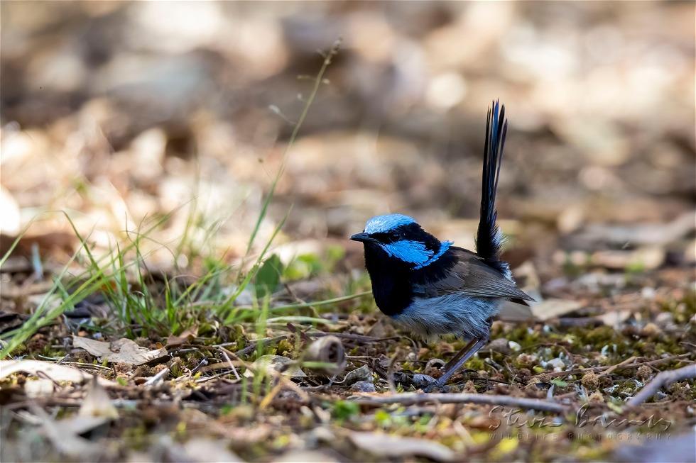 Superb Fairywren (Malurus cyaneus)