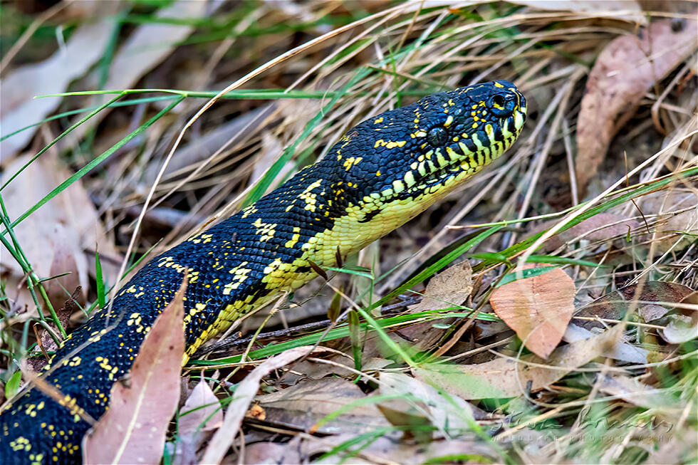 Diamond Python (Morelia spilota)
