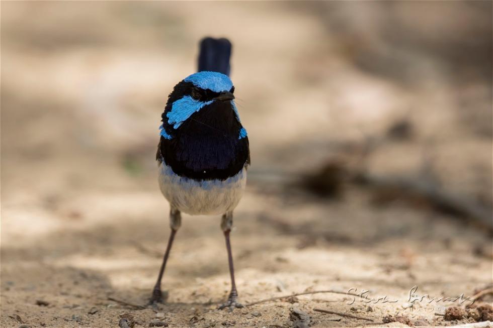 Superb Fairywren (Malurus cyaneus)