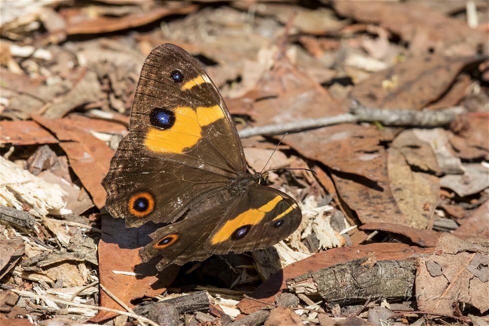 Swordgrass Brown (Tisiphone abeona)