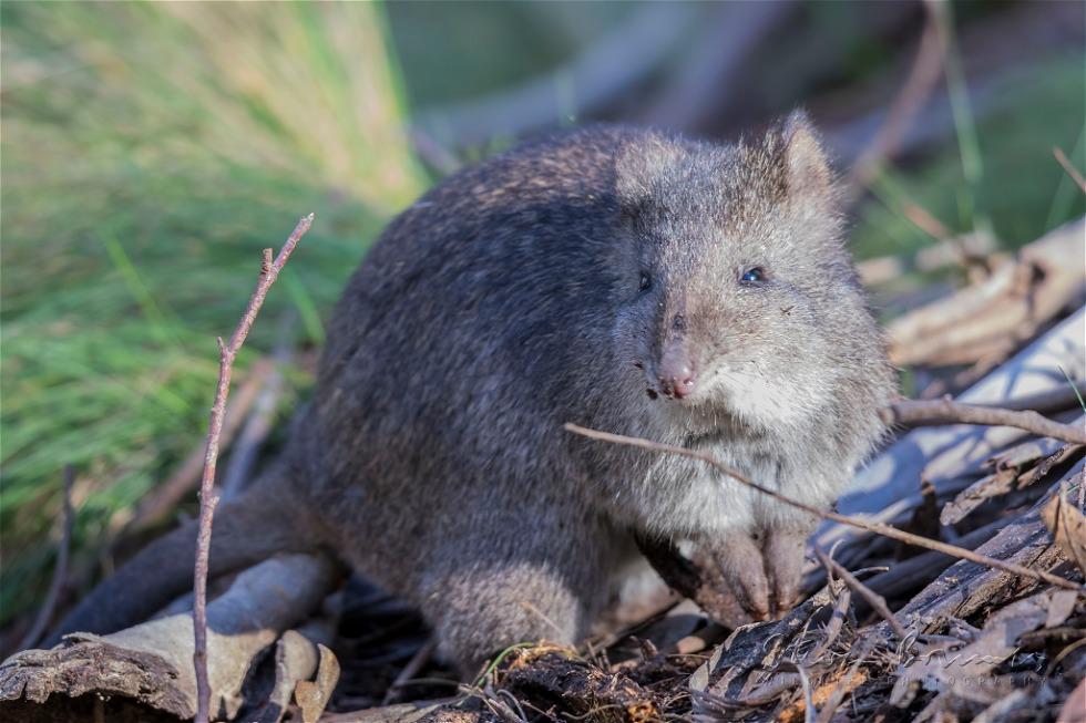 Long-Nosed Potoroo (Potorous tridactylus)