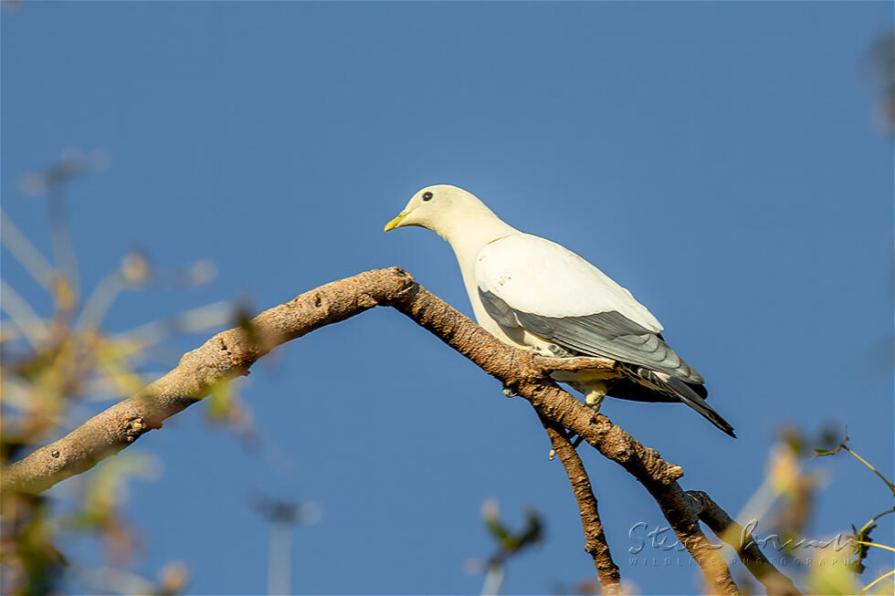 Torresian Imperial Pigeon (Ducula spilorrhoa)
