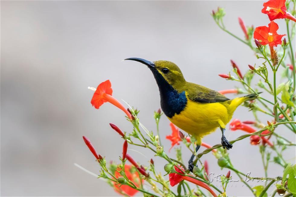 Olive-backed Sunbird (Cinnyris jugularis)