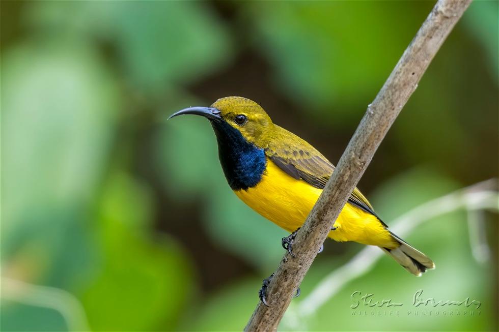 Olive-backed Sunbird (Cinnyris jugularis)