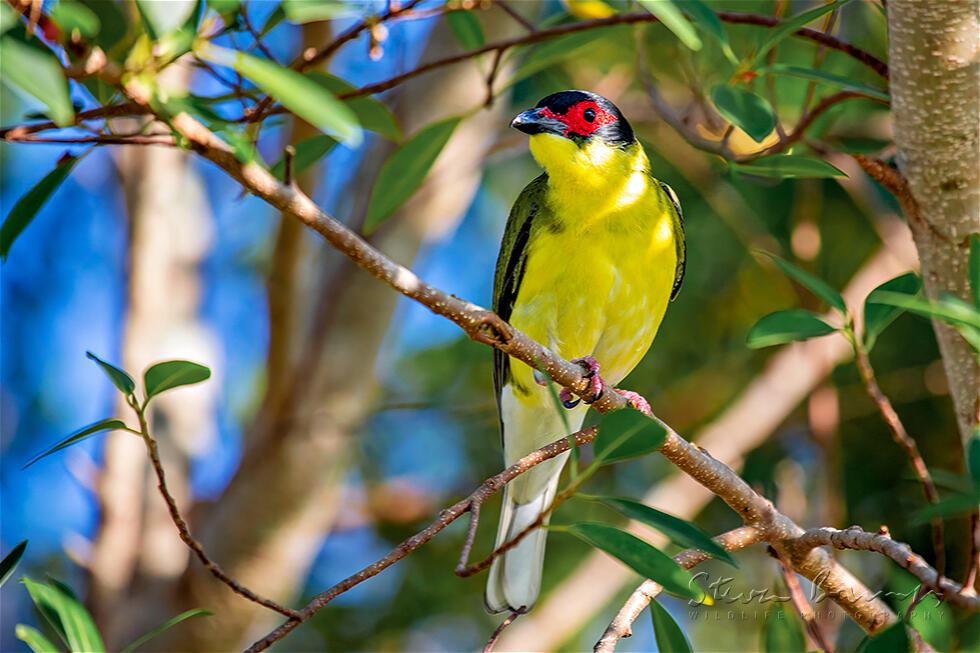 Australasian Figbird (Sphecotheres vieilloti)