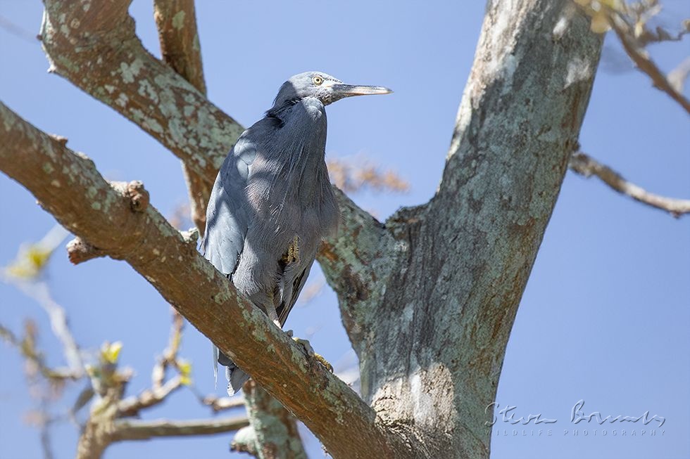 Pacific Reef Heron (Egretta sacra)